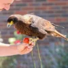 Spaziergang mit Greifvogel Pollhagen
