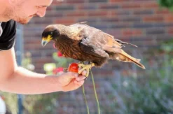 Spaziergang mit Greifvogel Pollhagen