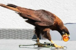 Spaziergang mit Greifvogel Pollhagen