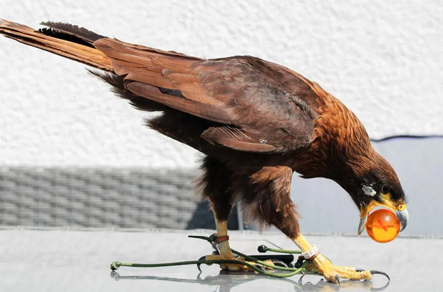 Spaziergang mit Greifvogel Pollhagen