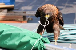 Spaziergang mit Greifvogel Pollhagen