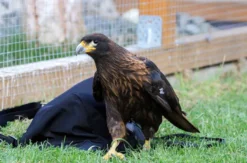 Spaziergang mit Greifvogel Pollhagen