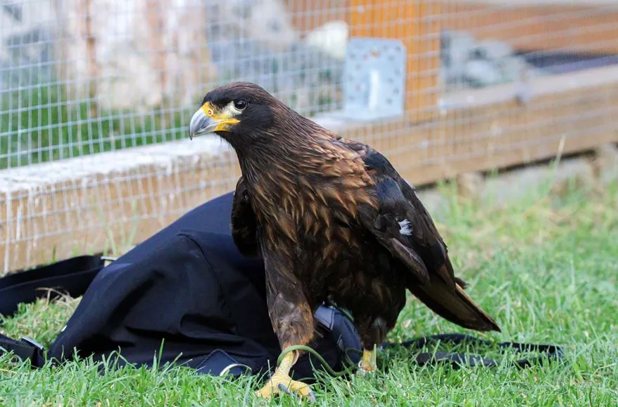 Spaziergang mit Greifvogel Pollhagen