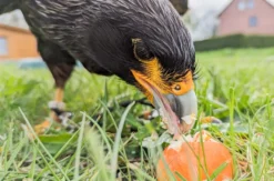 Spaziergang mit Greifvogel Pollhagen