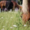 Spaziergang mit Pferden Grumbach