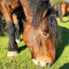Spaziergang mit Pferd Insheim
