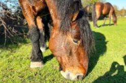Spaziergang mit Pferd Insheim