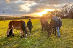 Spaziergang mit Pferd Insheim