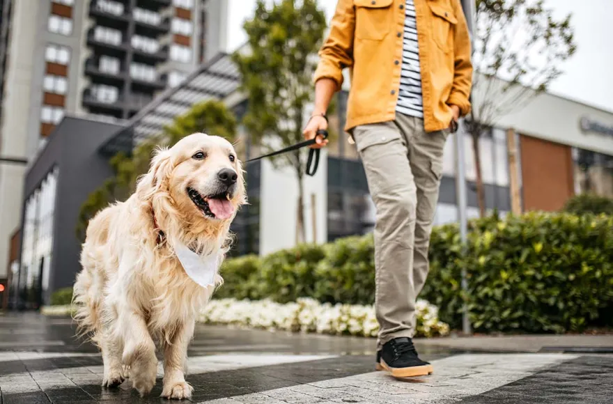 Städtetrip mit Hund Düsseldorf für 2 (1 Nacht)