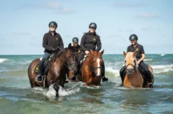 Strandritt Ostsee mit Probestunde Hirschburg (Mai - Sept.)