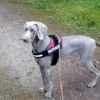 Suchhunde-Training