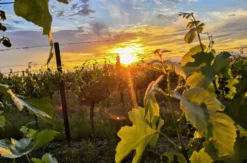 Sunset Wine Tasting Hohenruppersdorf