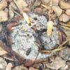 Survival Abenteuer Wehrheim