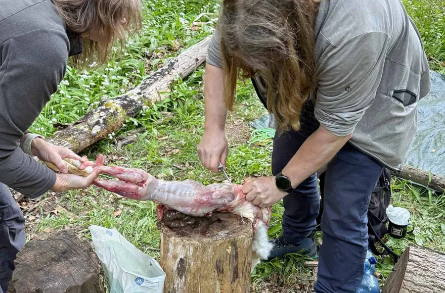Survival Training Raum Stuttgart (Jagd- und Fallenbau)