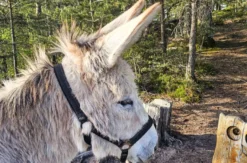 Tagestour mit Eseln Eppenbrunn