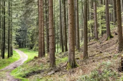 Tagestour mit Eseln Eppenbrunn