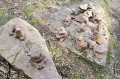 Tagestour mit Eseln Eppenbrunn