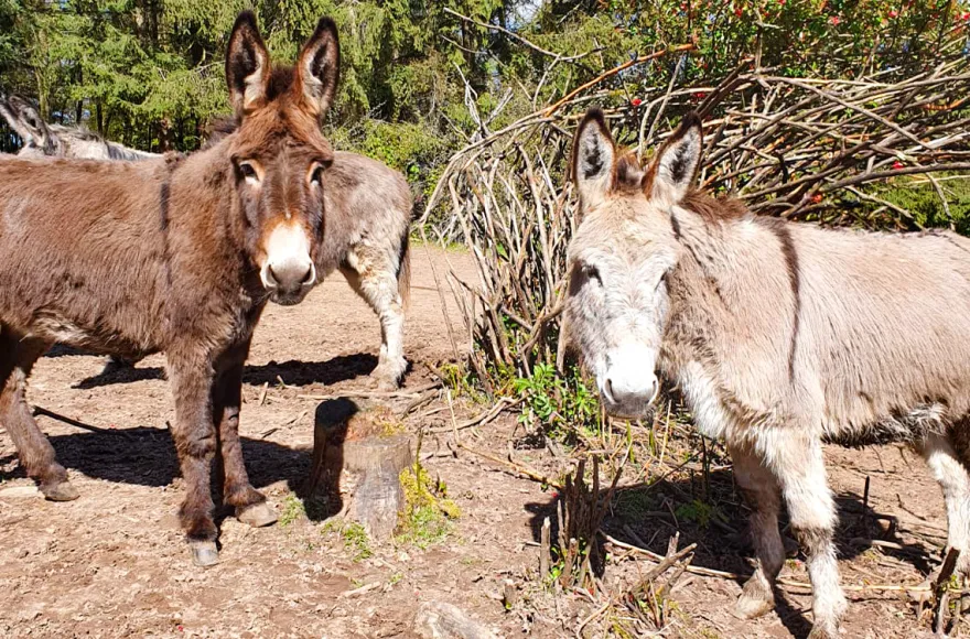 Tagestour mit Eseln Eppenbrunn für 2