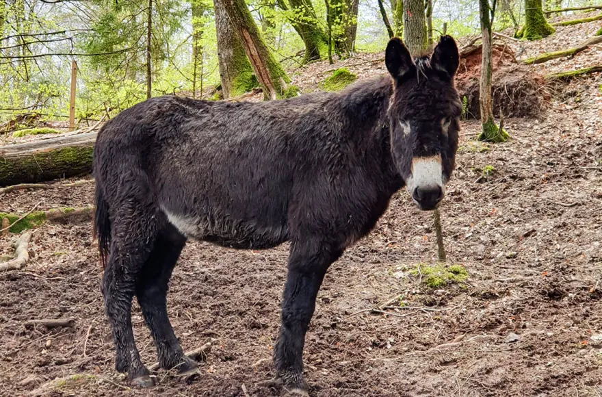 Tagestour mit Eseln Eppenbrunn für 2