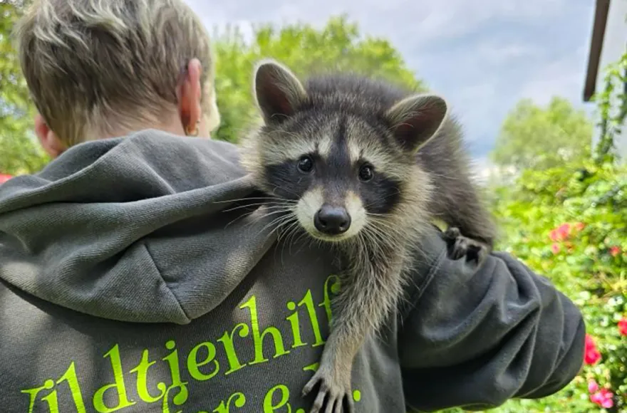 Tiere pflegen Mücke