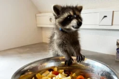 Tiere pflegen Mücke
