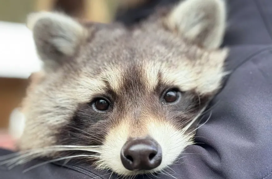 Tiere pflegen Mücke