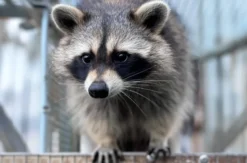 Tiere pflegen Mücke