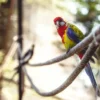 Tierfotografie für Einsteiger im Tierpark