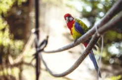 Tierfotografie für Einsteiger im Tierpark