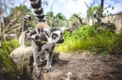 Tierfotografie für Einsteiger im Tierpark