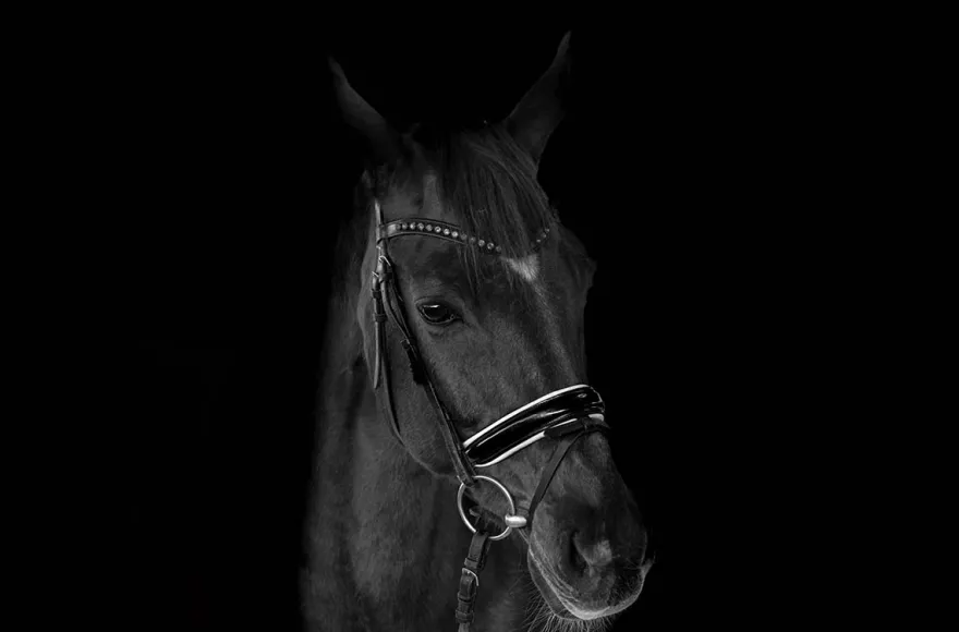 Tier Fotoshooting Linz