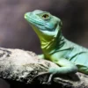 Tierpfleger Landau (Reptilien)