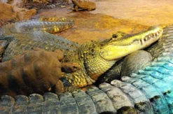 Tierpfleger Landau (Reptilien)