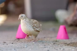 Tiertrainer Hitzendorf