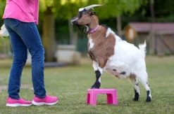 Tiertrainer Hitzendorf