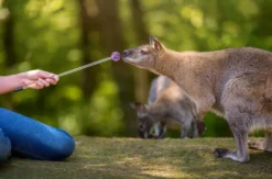 Tiertrainer Hitzendorf
