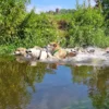 Trekkingtour Hofgeismar (Wolfhunde)