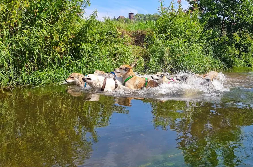 Trekkingtour Hofgeismar (Wolfhunde)