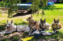Trekkingtour Hofgeismar (Wolfhunde)