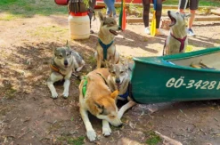 Trekkingtour Hofgeismar (Wolfhunde)