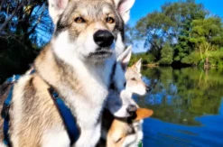 Trekkingtour Hofgeismar (Wolfhunde)