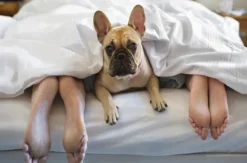 Urlaub mit Hund Bertsdorf-Hörnitz für 2 (2 Nächte)