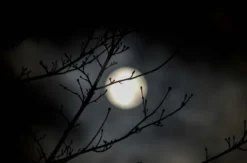 Vollmond Weinwanderung Schriesheim