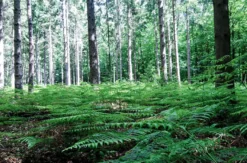 Waldbaden in Sonsbeck für Frauen (3,5 Std.)