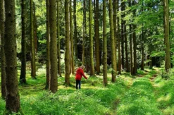Waldbaden-Lazy Friday