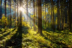 Wald Wanderung Straubenhardt (3 Std.)