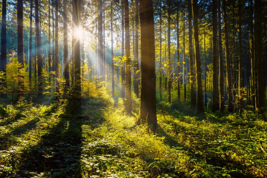 Wald Wanderung Straubenhardt (3 Std.)