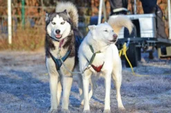 Wandern mit Huskies