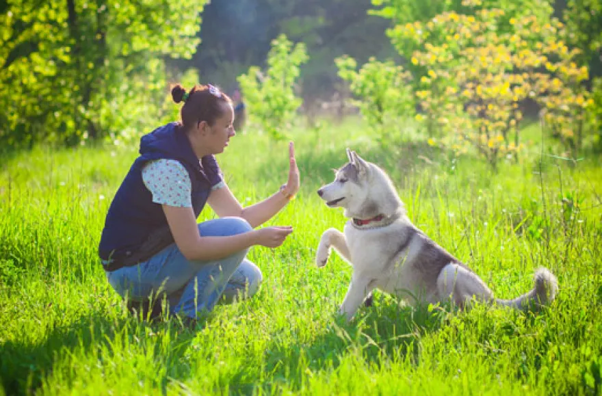 Wandern mit Huskies