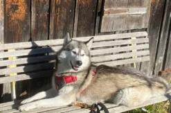 Wandern mit Huskies Füssen